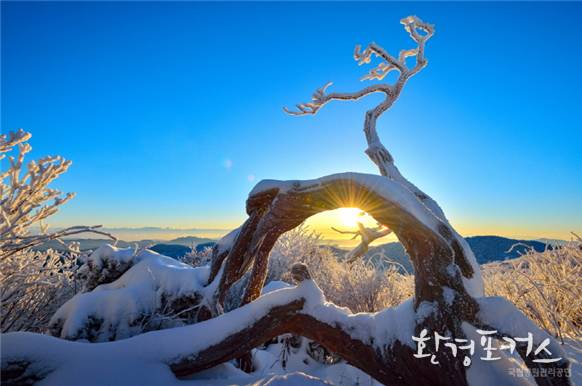 태백산 주목과 함께하는 일출