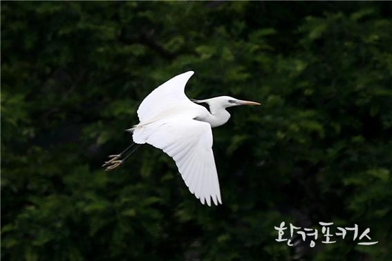 노랑부리백로(Chinese Egret)