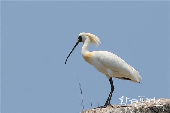 저어새(Black-faced Spoonbill )