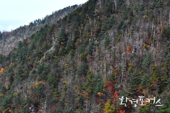 지리산 반야봉 구상나무 고사지역 모습 2016년10월