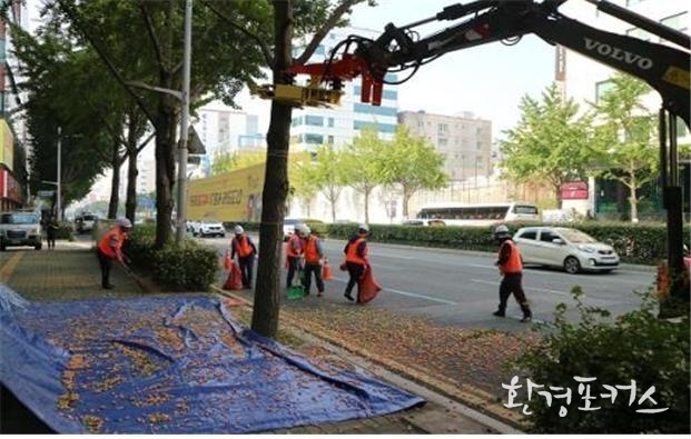 은행열매 채취 진동수확기 활용현장