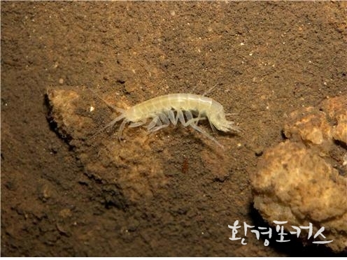 심복동굴옆새우의 분류학적 위치는 절지동물문, 연갑강, 단각목, 동굴옆새우과, 동굴옆새우속에 속한다.(흰 선의 길이: 1mm)