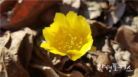 지리산국립공원 복수초(1.24.)