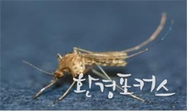 작은빨간집모기