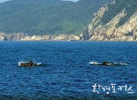 어미와 이동 중인 새끼(영상 캡쳐)