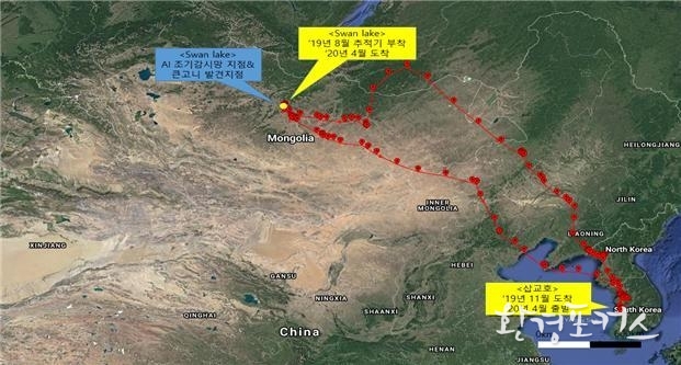 ‘19년 11월 국내 삽교호 등에서 월동 후 ‘20년 4월 삽교호에서 북한 청진강, 중국 다렌시(Liaoning sheng Dalian)를 거쳐 몽골 스완호에서 번식