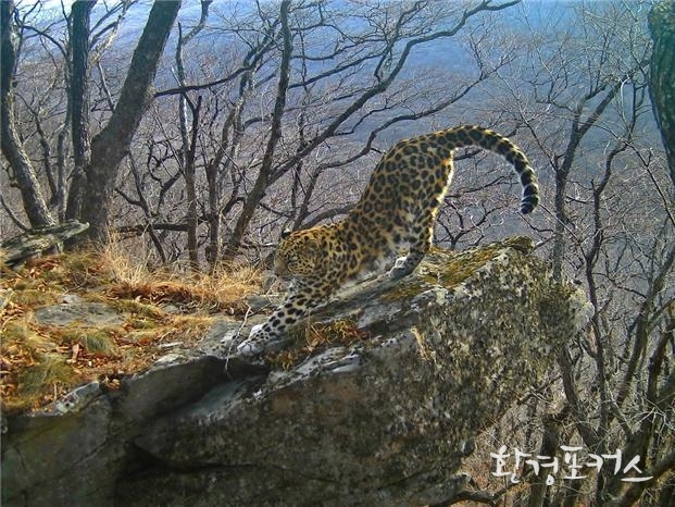 표범<국립공원 제공>