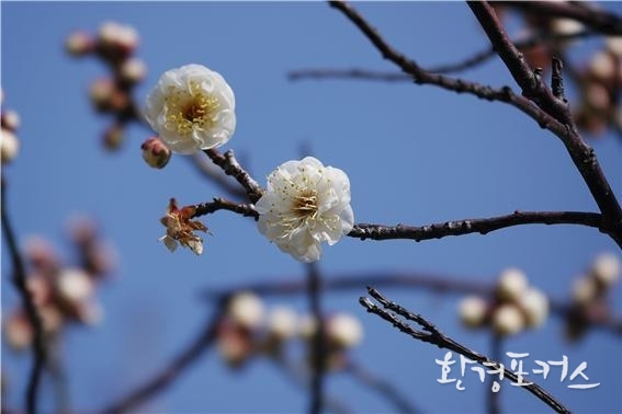 한려해상국립공원 거제도 춘당매(1.29)
