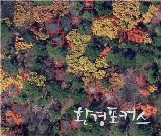 인공지능이 검출한 침엽수 고사목=국립공원공단 제공