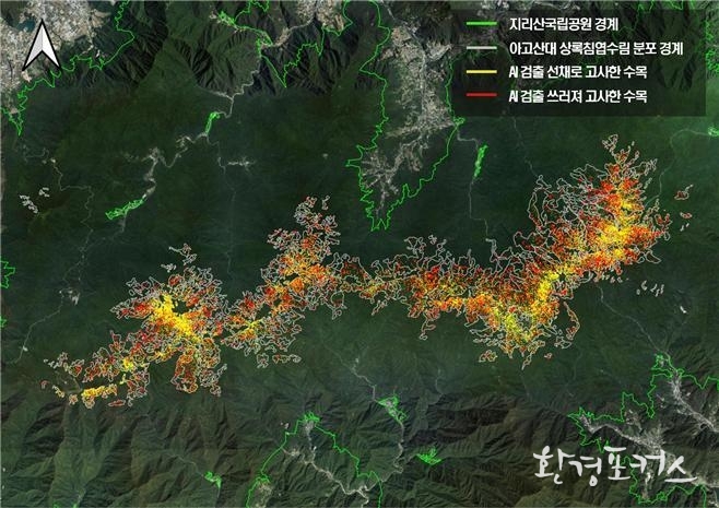 인공지능기술 활용 지리산 아고산대 전역 침엽수 고사목 검출 결과=국립공원공단 제공