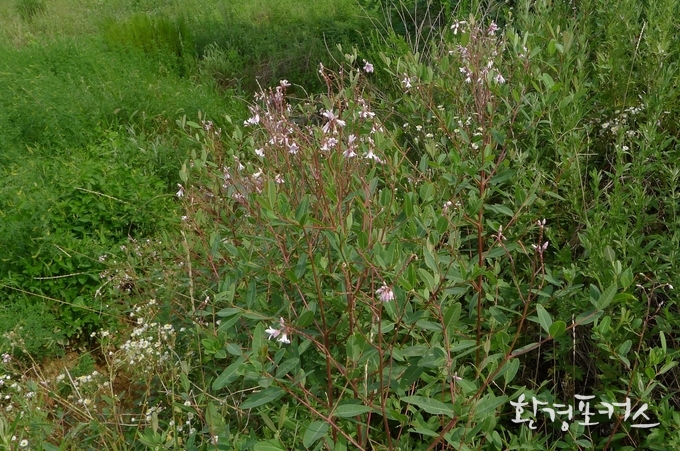 개정향풀