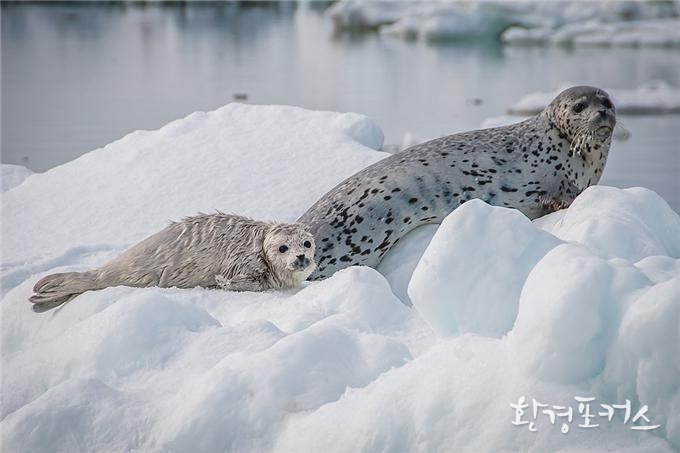 출처: NOAA Fisheries