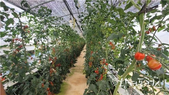 차광막 설치 사진