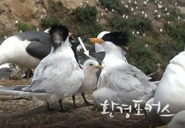 부화 7일째인 새끼와 부모 뿔제비갈매기 <제공/국립생태원>