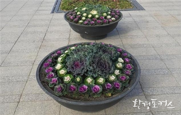 ’20년 꽃양배추 식재 사진