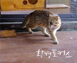 서울대공원 삵