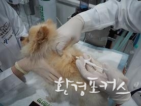 내장형 마이크로칩 시술 장면