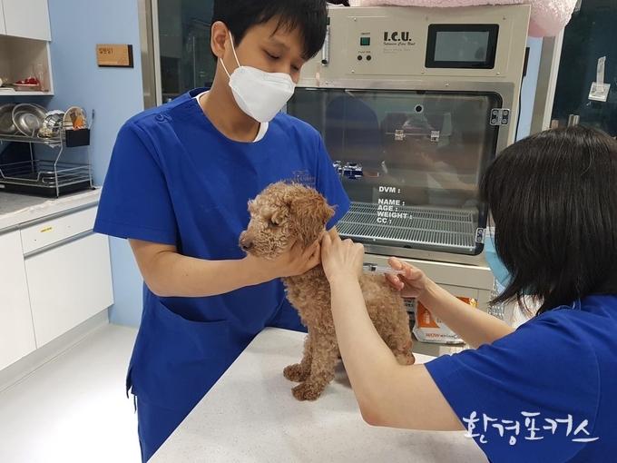 광견병 예방접종 사진