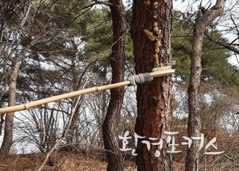매미나방 월동난 제거 사진