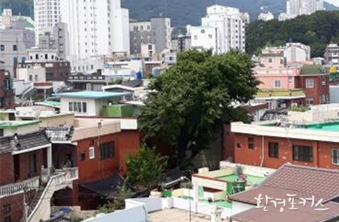 수영구 팽나무 보호수 쉼터 예정지