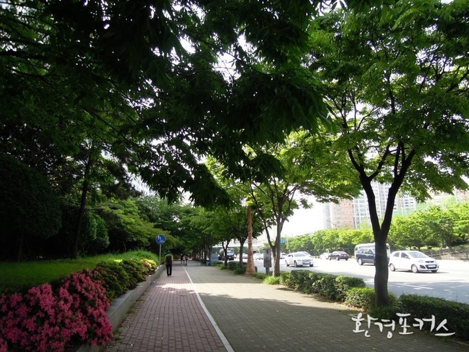 자연수형으로 조성된 가로수길