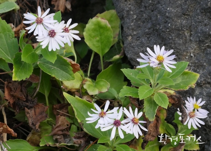울릉도 추산쑥부쟁이 사진제공 국립생물자원관