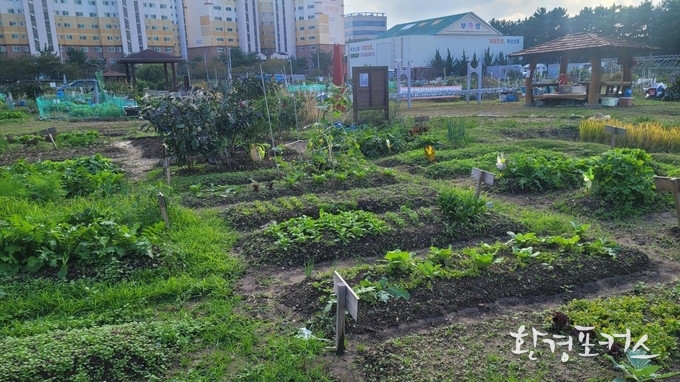 신호지구 텃밭 – 강서구 신호동 300-3번지