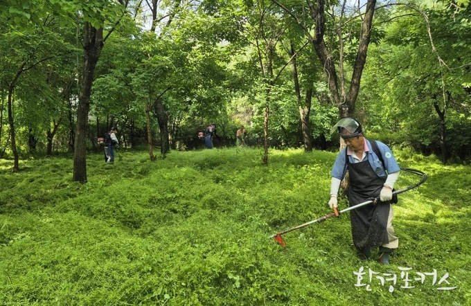 남양주시 화도읍 금남2리 마을회 주민들이 지난 2024년 5월, 수변녹지 식생관리 활동을 하고 있다 한강청 제공
