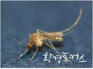일본뇌염매개모기(작은빨간집모기)