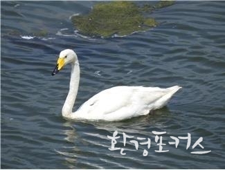 큰고니 '여름'