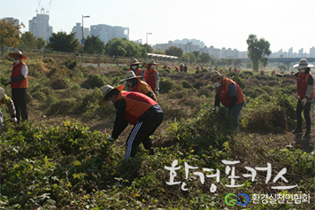 환경실천연합회, 생태계 교란 위해식물 제거활동 나서