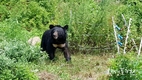  지리산 반달가슴곰 KM53 수도산 보금자리 꾸려
