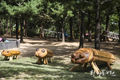 버려진 고사목 직원들 통해 동물 모형으로 새 생명