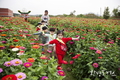 가을 꽃과 함께  ‘드림파크 가을나들이’ 
