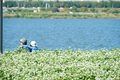 메밀꽃 필 무렵 반포한강공원 서래섬 만나요 
