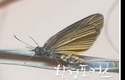 멸종위기 야생생물 Ⅱ급인 은줄팔랑나비 확인