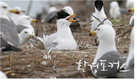 뿔제비 갈매기 3년째 국내 번식 전세계 100마리 