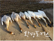 야생조류 집단폐사 사건 원인 대부분 농약 원인