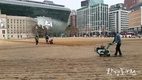 서울시, 서울광장 봄맞이 새 잔디 전면 식재