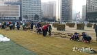 서울시, 서울광장 봄맞이 새 잔디 전면 식재