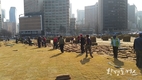 서울시, 서울광장 봄맞이 새 잔디 전면 식재