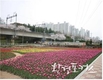 부산시, 이용객들의 확대 요청으로 50만㎡의 대규모 꽃 단지 조성 결정