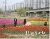 부산시, 이용객들의 확대 요청으로 50만㎡의 대규모 꽃 단지 조성 결정