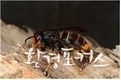 꿀벌 해치는 등검은말벌, 알레르기 일으키는 환삼덩굴 사라진다