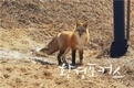멸종위기종 아닌 북미산 여우 청주 도심 나타난 이유