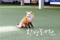 멸종위기종 아닌 북미산 여우 청주 도심 나타난 이유