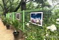 인천시, 광복절 맞아 월미공원 둘레길 숲속갤러리에 무궁화꽃 사진·분재 전시