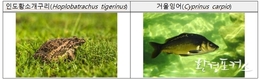 우리나라에 들어오면 안되는 ‘유입주의 생물 100종 Ⅱ’