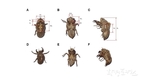 국립생물자원관 매미 허물 사진 이용해 자동으로 매미종류 구분 가능