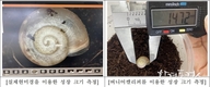 국립생태원 멸종위기 참달팽이 인공증식해 20마리, 홍도에 첫 방사